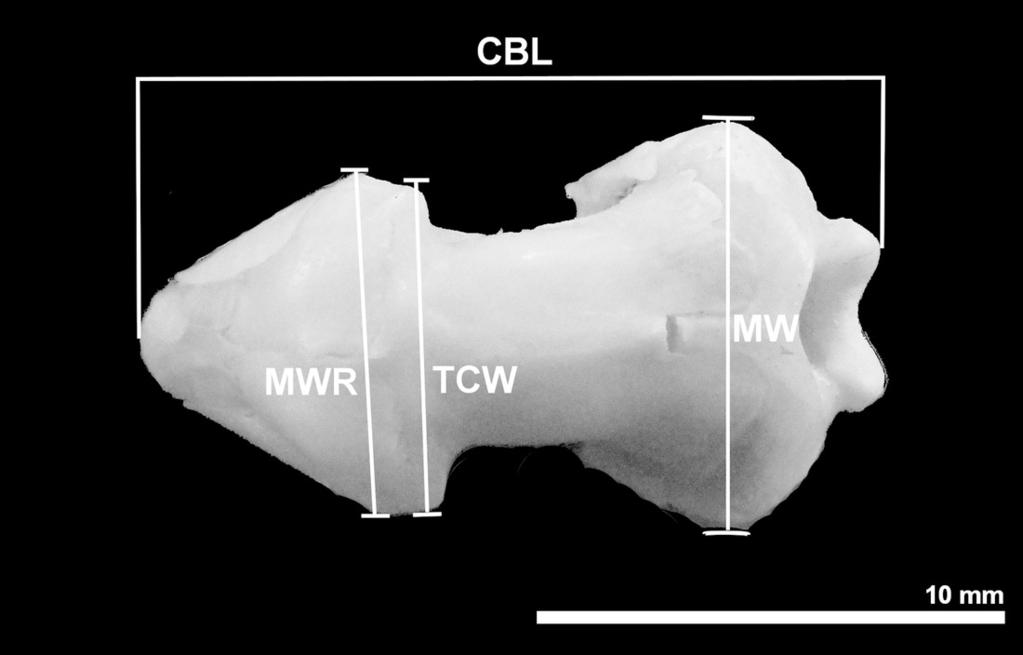 Figure 2 Photography of the dorsal view of a Leposternon scutigerum skull showing the measures taken.