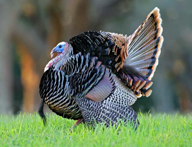 Male wild turkeys can puff up their feathers.