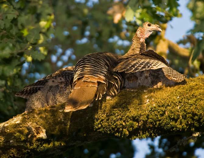 Wild turkeys can fly at speeds of 55 miles (89 km) per hour as fast as a car on a highway.