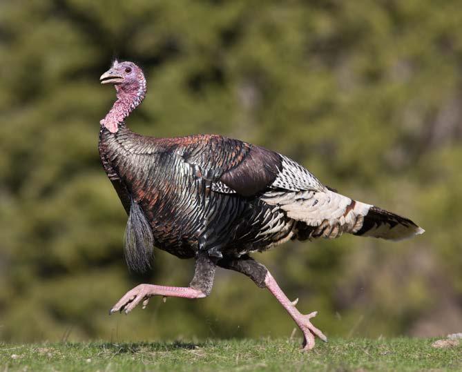 Turkey Speeds Wild turkeys are fast. They can run 25 miles (40 km) per hour.