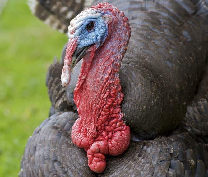 A male wild turkey s head can be red, white, or blue. The color changes when the turkey is excited or upset.