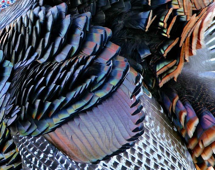 Their feathers can be black, brown, orange, or striped. Some feathers shine in shades of red, green, and gold.
