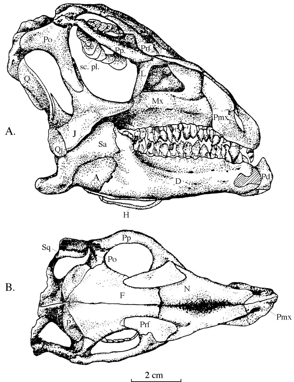 3 dorsally to form the posterior wall of the supratemporal fenestra and to connect with the squamosal.