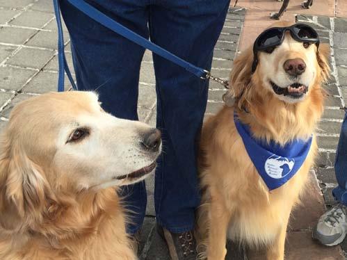 Our 2015 goal is an ambitious $50,000, which we re confident we can achieve. As our fabulous volunteers, I m preaching to the choir about why you should support our wonderful Golden Retrievers.