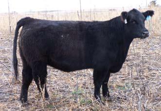 29 Bred Heifer - 764T Sire: Friction Dam: Lucky Break x Ink Spot ID: 764T BD: Spring 2007 Due March 10, 2009 to Tyson, PE d to Meyer 734 son 6-5 to 7-3 A registered % Simmental with royal blood.