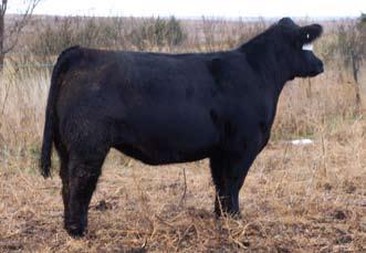 29 - Bred to Tyson, Meyer 734 son 6-5 to 7-3 30 Bred Heifer - 07 Sire: Friction Dam: Strictly Business ID: 07 BD: 2007 Due March 11, 2009 to Lookout* 32 30 - Bred to Lookout 31 - Bred to Jupiter Bred