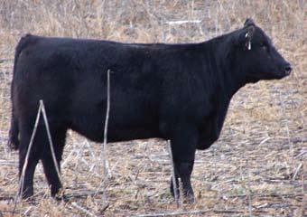 34 Bred Heifer - 7/497 Sire: Heat Wave Dam: Chill Factor ID: 7/497 BD: 2007 Due March 22, 2009 to Jupiter We didn