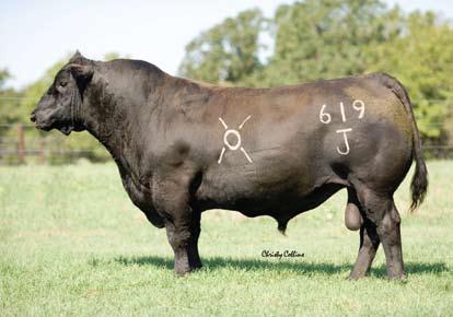 Whether it s show steers or show heifers, the Heat Wave s feature that unmistakable look and power.