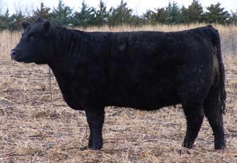 49 Bred Heifer - 7/728 Sire: Direct Hit Dam: Witch Doctor ID: 7/728 BD: 2007 Due March 16, 2009 to Jupiter 50 Bred Heifer - TAG?