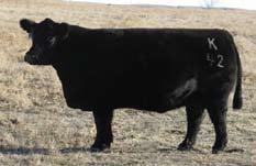 calve early. 58 59 Embryo offering 3 Embryos Sire: Big-N-Rich Dam: Irish Whiskey Selling a package of 3 frozen embryos.