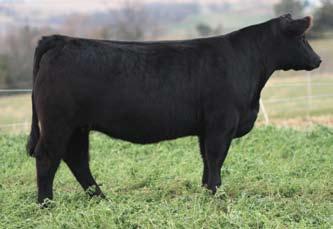 1 Bred Heifer - 1 Sire: Doc Dam: 7587 (Draft Pick son x Full Flush) ID: 1 BD: February 2007 Due March 6, 2009 to Ali Selling 1/2 interest and no possession.