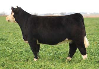 7587 s first calf was a $15,000 Heat Seeker. WALKS ALONE is a name that everyone will be familiar with down the road.