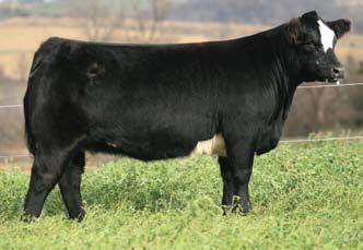 5 - Bred to Northern Improvement 6 Bred Heifer - 6 Sire: Ali Dam: Sim x Chi ID: 6 BD: March 2007 Due March 5, 2009 to Total Solution She is a coon-footed, soft haired, big