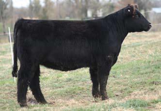 6 - Bred to Total Solution 7 Bred Heifer - 7 Sire: Business Done Right Dam: Cigar ID: 7 BD: March 2007 Due March 8, 2009 to Dirty Hairy GROUND SOW!