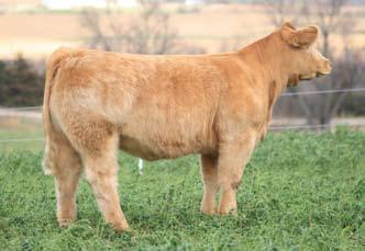 9 Bred Heifer - 9 Sire: Yellow Jacket Dam: Char x Angus ID: 9 BD: March 2007 Due February 26, 2009 to Ali You want to talk about bone and hair...she is double barreled for both.