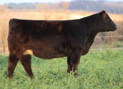 13 Bred Heifer - 13 Sire: Bando Dam: Who Made Who ID: 13 BD: March 2007 Due March 2, 2009 to
