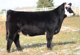 17 Bred Heifer - 712 Sire: Lut Dam: Jazz x Meyer 734 ID: 712 BD: Spring 2007 Due February 20, 2009 to Doc This is one heck of a female who is safe in calf to Doc, a well known calving ease Angus sire