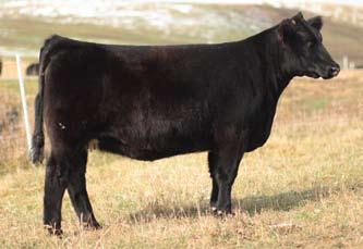 They are sound in their structure and will mature into low maintenance, big volumed cows who cross well with many popular AI sires. We are excited to offer this caliber of donor type females.