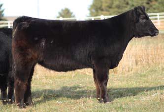 21 Bred Heifer - 721 Sire: Carnac Dam: Meyer 734 Son ID: 721 BD: Spring 2007 Due March 8, 2009 to Doc 21 - Bred to Doc 22 - Bred to Shiver Full sister to 23 24 - Bred to Carney Man This Carnac may be