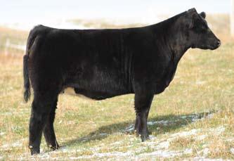 Combined with her length of neck, bone and coupled with her pedigree which is backed by two of the most influential bulls in the industry that being Heat Wave and Meyer 734, this powerfully
