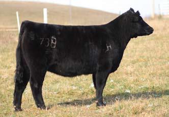 25 Bred Heifer - 728 Sire: 3C Macho Dam: N Bar Emulation EXT ID: 728 BD: Spring 2007 Due March 31, 2009 to Maximus* An own daughter of 3C Macho brings it all to the table: power, style and balance.