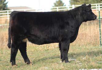 27 Bred Heifer - 788T Sire: Mossy Oak Dam: Meyer 734 ID: 788T BD: Spring 2007 Due March 2, 2009 to Shiver This Mossy Oak daughter is extra feminine, angular and big boned.