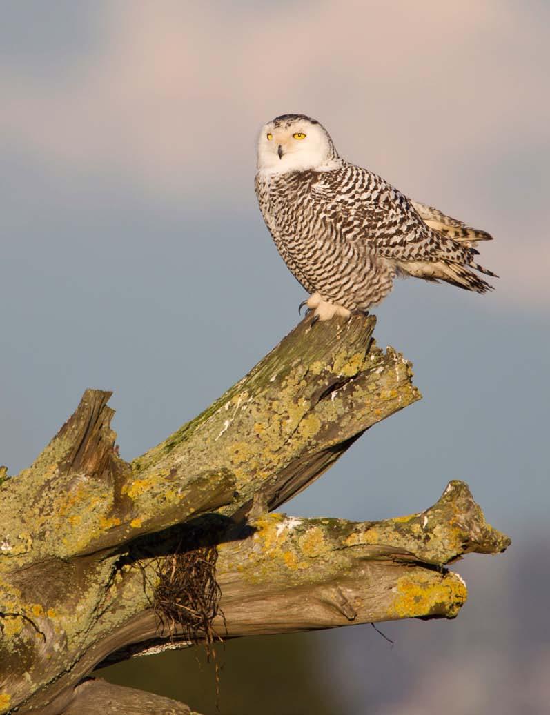 Habitat and habits In breeding season, s are typically found from the treeline to the northern limit of Canada, preferring high, rolling tundra with tall points of land for nest sites and perches.