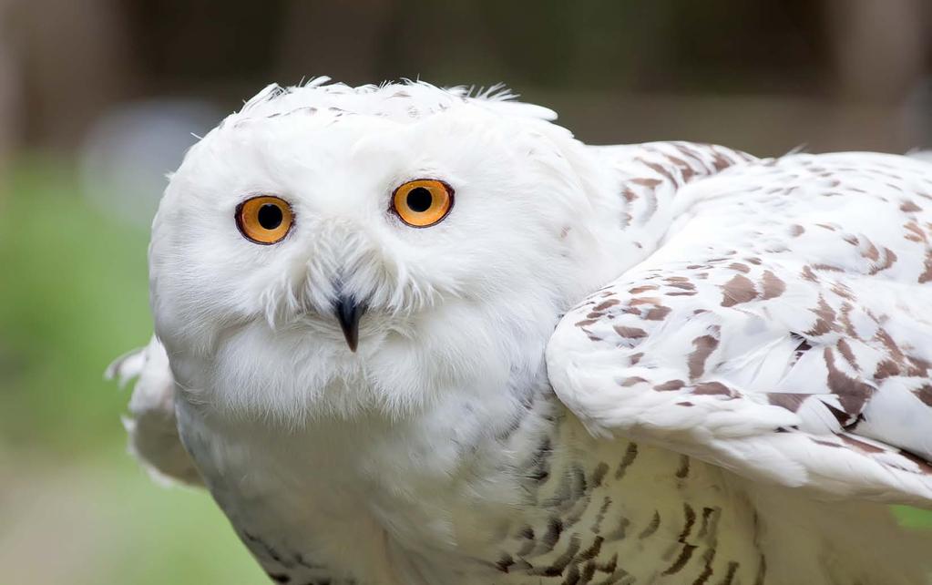 Unique characteristics Owls eyes do not move in their sockets. To look to the side or to follow a moving object, the bird must swivel its head.