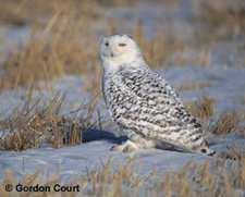 American owls, the Snowy Owl Bubo scandiacus stands nearly half a metre tall, with a wingspan of almost 1.5 m.