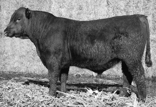20 Smooth-made Frontier son! Look at his phenotype LOOSLI FRONTIER 6152 Reg.