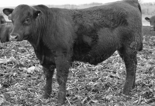 6 13.36 Great bull calf out of a superior Packer female. A balanced EPD package across all traits. 43 44 BW....79 BR...101 WW..772 WR...117 HB......45 CED......4 BW......-1 WW.....70 YW.....104 Milk.