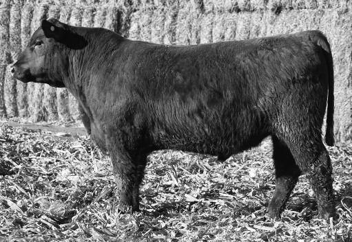 MISS LL DESIGN 959 5L ANALISE 1591-273 LOOSLI CHATO 243 GLACIER CHATEAU 744 MISS LL 606 957 5.40 4.13 4.6 13.06 One of the few Redemption calves to sell in this offering.