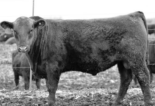 MISS LL LOW 047 5.66 4.71 3.2 15.07 Nice balance EPD profile with 7 traits in the top 25% of the breed including HerdBuilder, WW, YW, M, HPG, CW, and REA. With his REA scan of a 15.07 114 ratio.