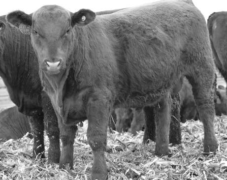 0 13.13 A Tremendous calf that will boost the weight of your calf crop. A weaning weight of 750 lbs with a weaning ratio of 114. Out of a 103.08 MPPA Camelot Dam.