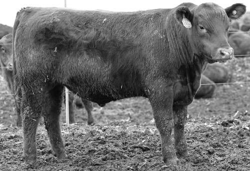 70 You may want to bring this thick-made bull home just for his carcass qualities with his Marbling EPD s in the top 8% of the breed.