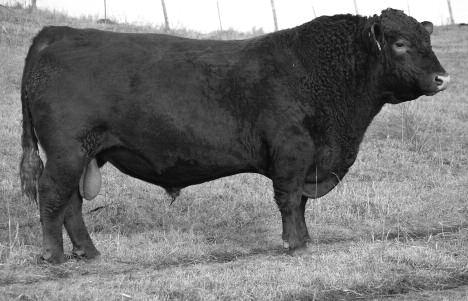 Reference Sires Ref Sire C 5L COUNTRY ROADS 466-475Y Reg.
