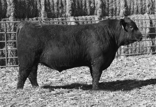 His dam is from the famed Rebella cow family and has an MPPA of 102. He had an actual birth weight of 78 lbs. and went on to score a weaning weight ratio of 110.