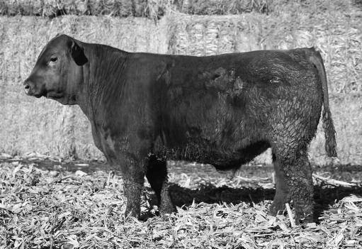 DESTINY 927 GLACIER FAYET 265 5.68 4.08 4.4 13.63 Out of another fine Hobo Design Female sporting a 103.85 MPPA. Great EPD spread bull with BW EPD of a -1.2 to YW 109.