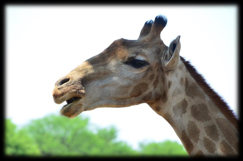 1 Module # 7 Component # 16 Classification Giraffe Giraffe are classified in the following manner: Kingdom - Animalia Phylum - Chordata Class - Mammalia Order - Ruminantia