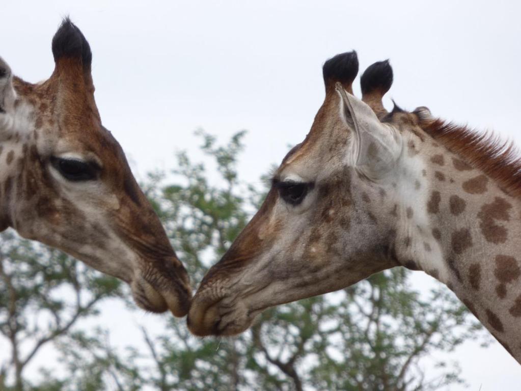 10 Social Grouping Giraffe are gregarious, although when together they don't behave like members of the same herd.