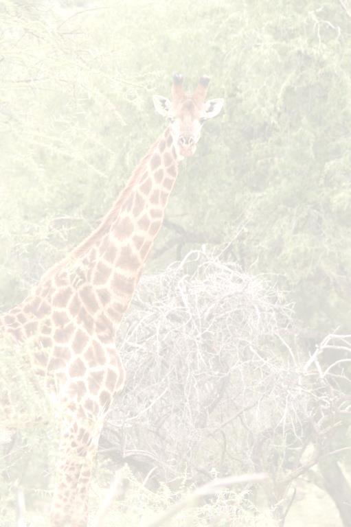 4 What have you to say to me demanded the spirit of the frightened giraffe. We have come to ask you for something else to eat besides grass. replied the giraffe. Who is the we that you speak of?