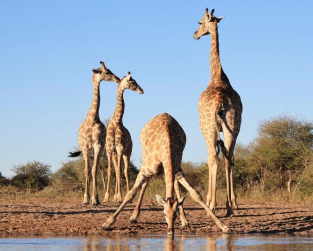 8 Drinking from 5.5m (18ft) up Giraffe obtain a good percentage of their moisture requirements from their diet, but still need to drink every two to three days.