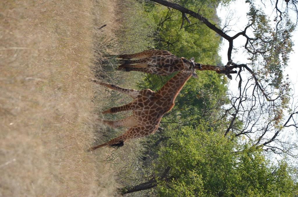 9 The Neck and Walk The giraffe s distinctly sloping back is not due to short hind legs like the hyena, but rather due to the great bulk of muscles needed to support its huge neck.