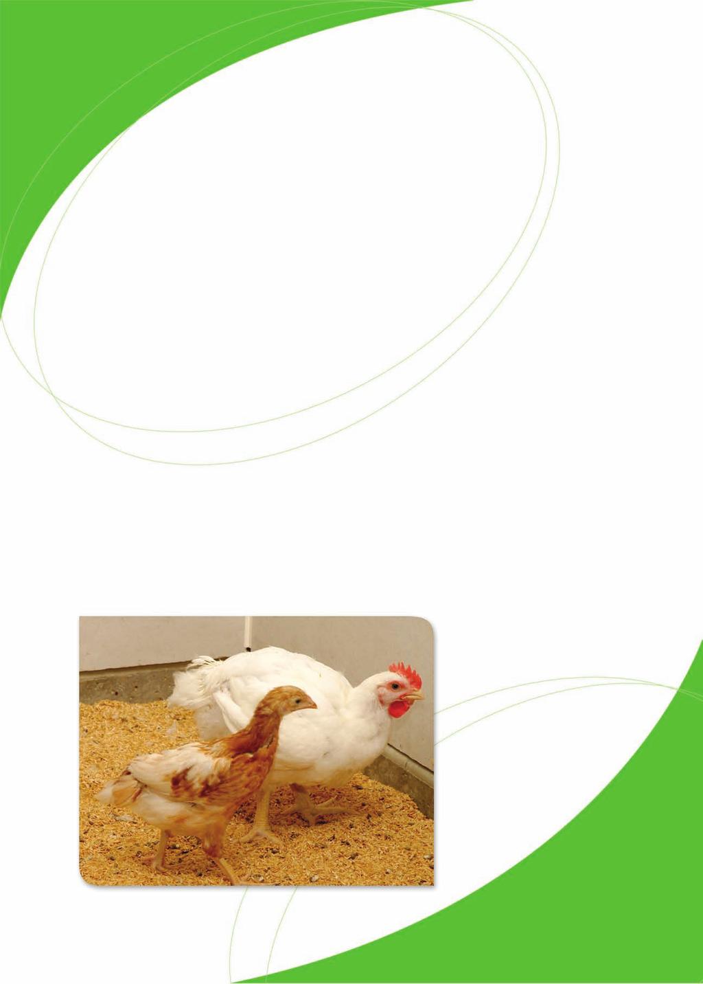 Attachment 1 SCHOOL PROJECT FACT SHEET BUSTING AN URBAN MYTH Australian chickens are larger today, but not due to the addition of hormones.