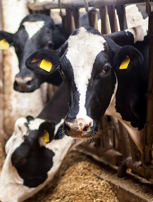 Investment implications OPPORTUNITIES IN THE AGRICULTURAL SECTOR Broadly speaking, livestock producers that don t farm intensively stand to gain from the movement toward antibiotic-free meat.