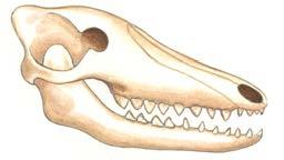 snouts. Over many generations, some whales developed a breathing hole farther up their head.