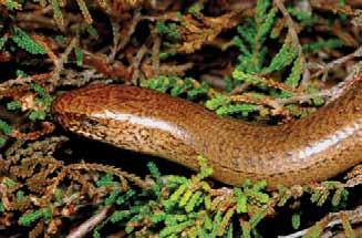 Both humid and dry microhabitats are selected by viviparous lizards but the highest densities tend to be found in damp or wet areas, especially where abundant grass tussocks are present to provide
