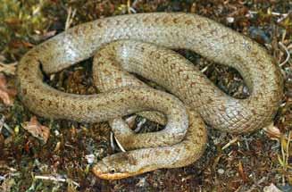 Habitat requirements In all habitats, slow-worms require dense vegetation, especially grasses coupled with sunny areas to allow thermoregulation and, preferably, loose soil into which to burrow.