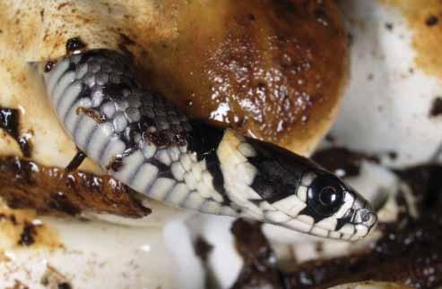 Conservation status The smooth snake is a rare species, with a limited range.