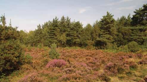Windbreaks provided by woodland edges and open, sunny glades can create warm microhabitats important for reptiles (Paul Edgar) of vegetation of differing heights, ages or types.